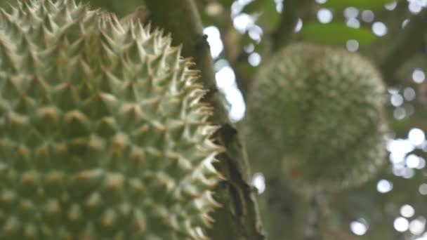 一个娃娃拍摄杜丽安在树上是一个著名的和美味的泰国水果 — 图库视频影像