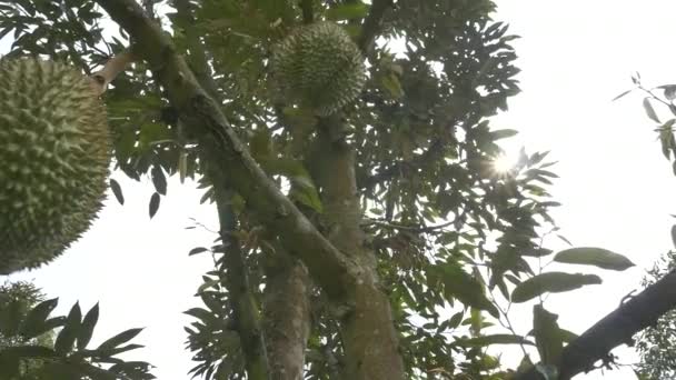 나무에 두리안은 유명하고 맛있는 과일입니다 — 비디오