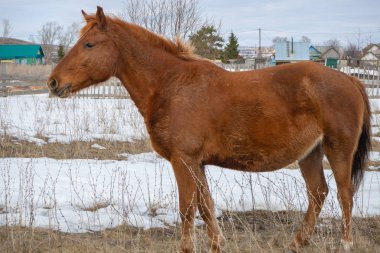Kahverengi at üzerinde bir bahar çayır Köyü sıyırdı. Kar eritme.