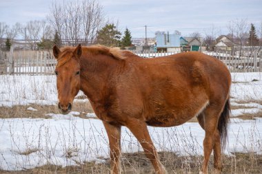 Kahverengi at köyün karda erime ile bahar çayır üzerinde otlatma.