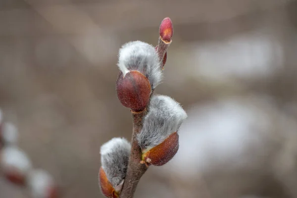 Çiçeklenme söğüt. Soyut bir arka planda beyaz, kabarık tomurcuklar ile Willow dalları. Close. Makro çekim.