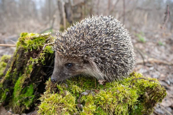 Erizo Europeo Sobre Musgo Verde Bosque Primavera Temprana Primer Plano — Foto de Stock