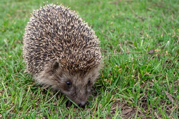 緑の牧草地にヨーロッパや一般的なハリネズミ 春の日 クローズ アップ — ストック写真