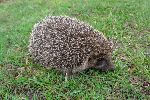 Riccio Sull Erba Verde Riccio Ordinario Riccio Europeo Lat Erinaceus — Foto Stock