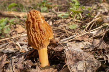 Bahar Ormanı. Mantar - kuru yeşillik arasında, ön planda morel.