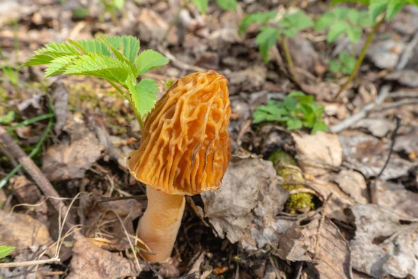 Mantar Yüksük Morels (Verpa bohemica) kuru yaprakları ve bahar ormanlarında taze yeşil filizarasında.