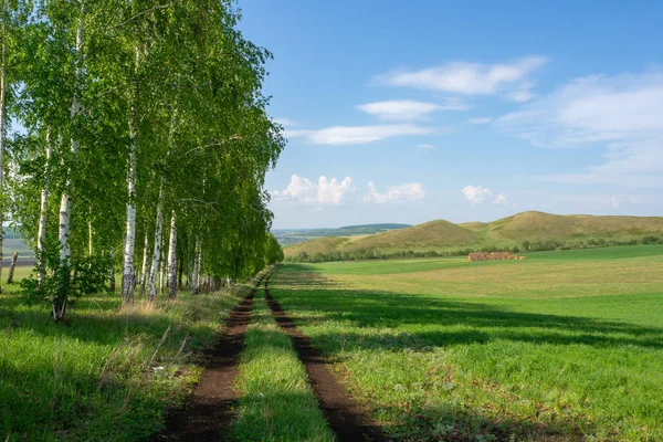 Güzel kırsal manzara. Birchwood, tepeler ve tarla boyunca uzanan bir toprak yol.