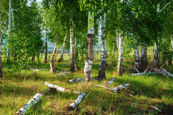 Birch Grove. Yerde yatan çürümüş ağaçların gövdeleri.