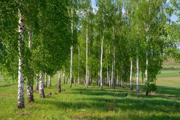 Birch Grove. Ağaçlar sıra sırahalinde dikildi. Yaz güneşli gün.