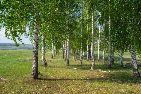 Birch Grove. Yaz güneşli bir gün. Ağaçlar çift sıra dikildi.