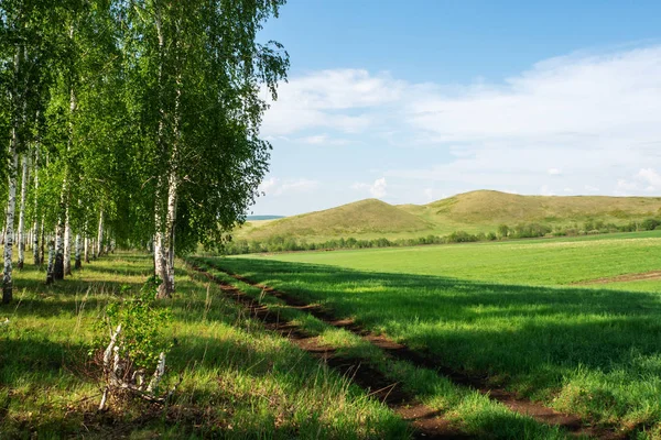 Kırsal peyzaj. Tepeler, huş ağacı ve tarla boyunca toprak yol.