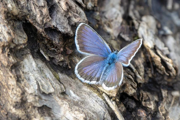 A blue butterfly sits on the trunk of an old tree. Close-up.