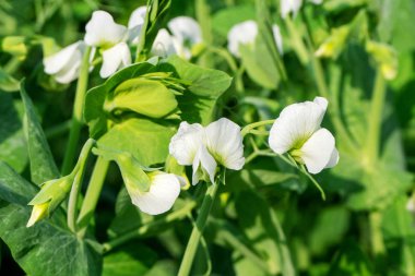 Tarlada çiçek açan sebze bezelyesi. Bezelye beyaz çiçekler yakın