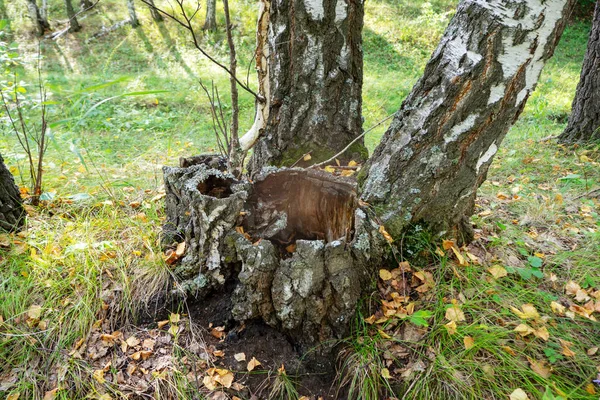 Gammal stubbe täckt med mossa i en björkskog. Närbild. — Stockfoto