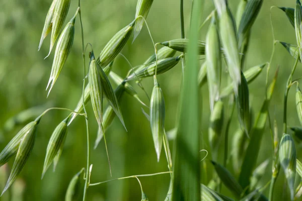 Young green oats closeup. Background for wallpaper.