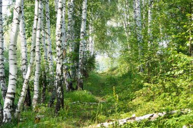Bir huş ağacı ormanında fazla büyümüş bir patika. Yaz güneşli manzarası.