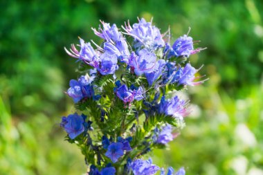 Parlak gün ışığında yeşil çimenlerin arkasında mavi yabani çiçek.