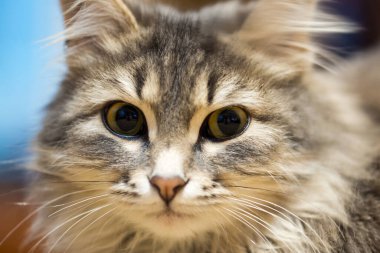 Gri renkli, yerli, uzun saçlı bir kedi. Portre.
