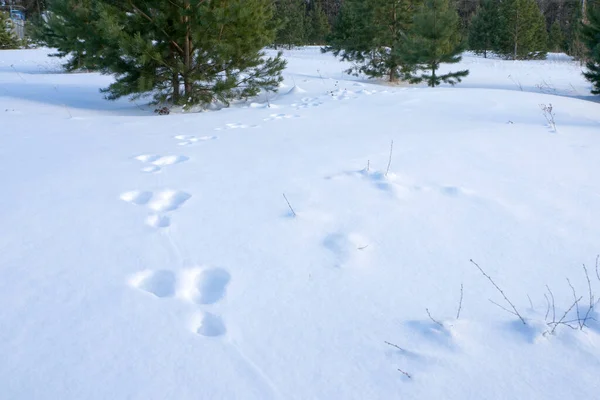 Traces of a hare on white snow. Winter, forest landscape. — Stock Image Traces Hare White Snow Winter Forest Landscape Stock Picture