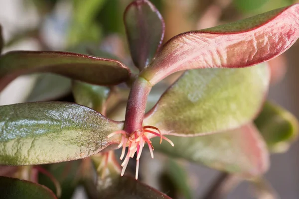 Indoor flower Crsila. Stem with aerial roots closeup.