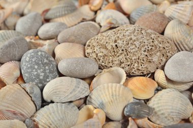 Deniz kabuklarını ve taş yakın çekim