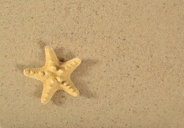 Deniz yıldızı yakın çekim kum zemin