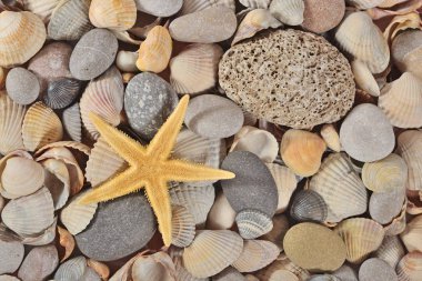 Deniz yıldızı, deniz kabuklarını ve taş yakın çekim