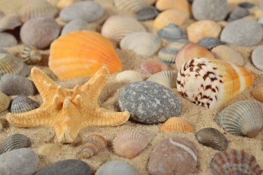 Deniz yıldızı, deniz kabuklarını ve taş yakın çekim
