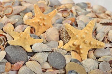 Starfishes, deniz kabuklarını ve taş yakın çekim