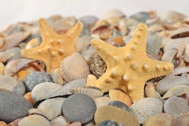 Starfishes, deniz kabuklarını ve taş yakın çekim