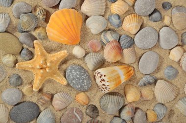 Starfishes, deniz kabuklarını ve taş yakın çekim
