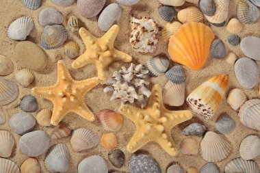 Starfishes, deniz kabuklarını ve taş yakın çekim