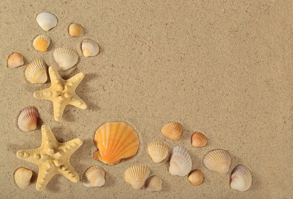 Starfishes Conchas Marinas Cerca Sobre Fondo Arena — Foto de Stock