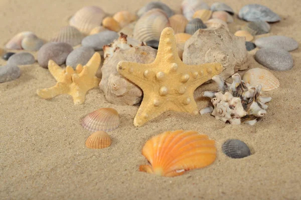 Starfishes Conchas Marinas Cerca Sobre Fondo Arena — Foto de Stock