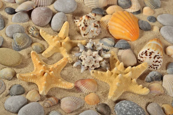 Starfishes Seashells Pebbles Close — Stock Photo, Image