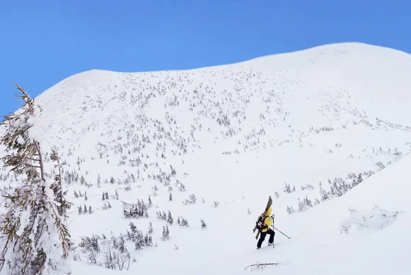 Ski Randonnée Alpin Randonnée Dans Les Montagnes Hiver Carpates Ukraine — Photo