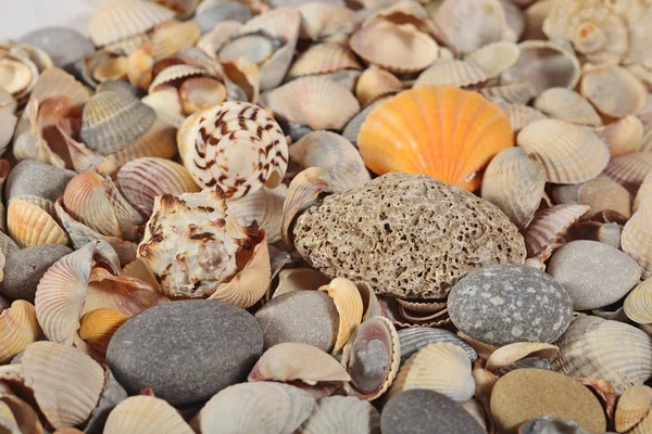 Közeli kép: tengeri kagylókból és a kavicsok — Stock Fotó