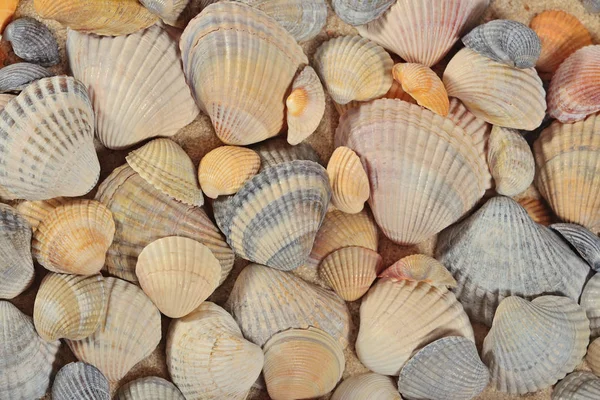 Tengeri kagylókból közelről, mint háttér — Stock Fotó