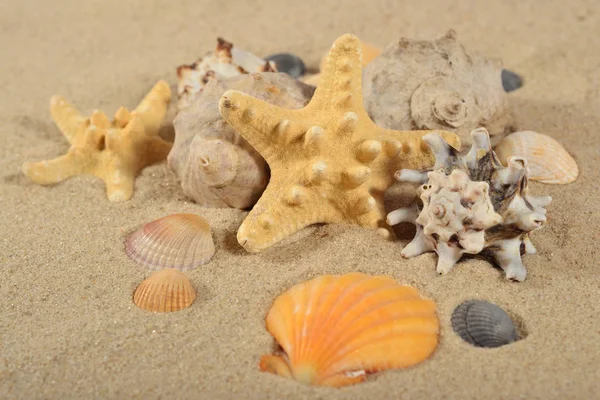 Starfishes y conchas marinas de cerca en una arena — Foto de Stock