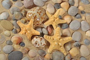 Starfishes, deniz kabuklarını ve taş yakın çekim