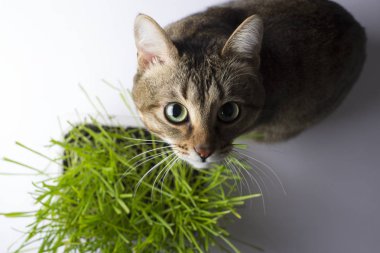 Kedi çim yeme
