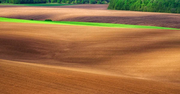 Bellissimo Paesaggio Estivo Polissya Ucraino Campo Collinare Ucraina Paese Europeo — Foto Stock