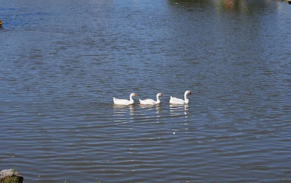 Sztucznym Jeziorze Mieście Chabarowsk Rosja Białe Trzy Kaczki Pływać — Zdjęcie stockowe