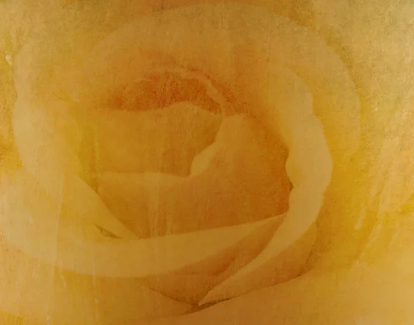 Růžový Květ Malované Umění Zeď Pozadí — Stock fotografie