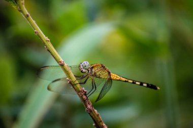 Bahçedeki rahat yusufçuk