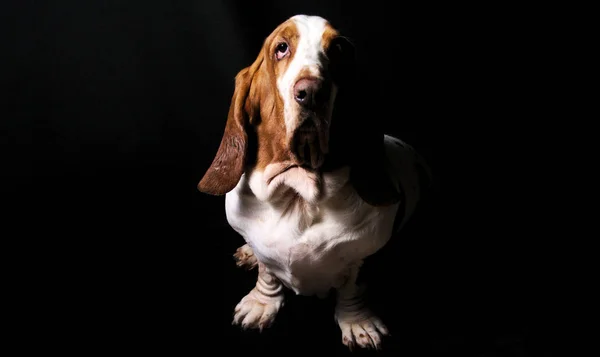 Basset Hound portre studio, siyah arka plan, ciddi önden görünüm, yalnızca sol taraftan ışık içinde