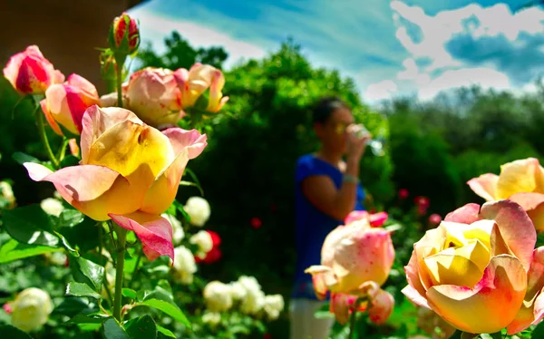 Close-up of beautiful roses, woman at the back, unfocused, drinking white wine