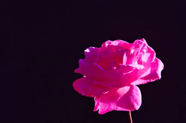Siyah arka planda doğal güneş ışığı kullanarak pembe çiçek ön görünümü