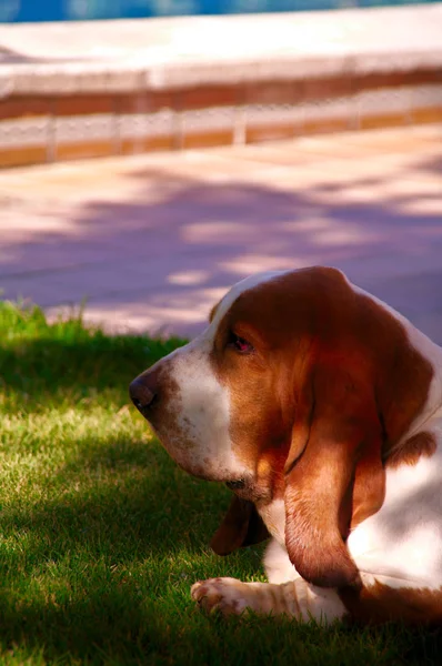 Basset Hound yüzme havuzu arka bahçede yeşil çim üzerinde