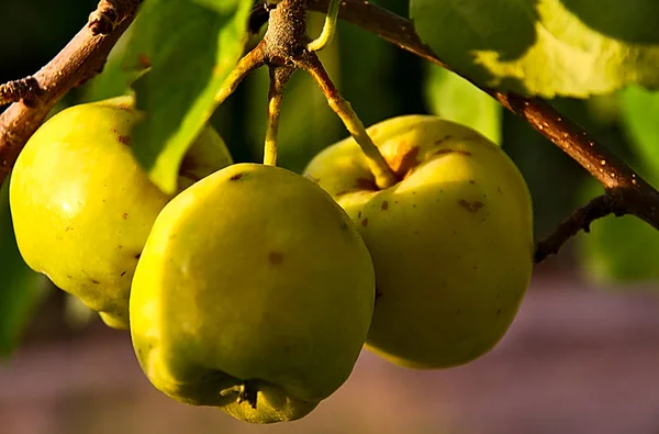 Üç yeşil elma ve doğal güneş ışığı kullanarak ağacının yaprakları önden görünümü